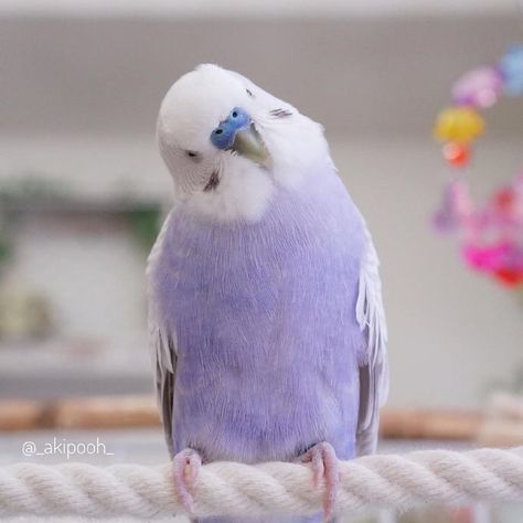 Budgies Bird, Purple Animals, Funny Parrots, Pretty Animals, Nature Birds, Cute Animal Photos, Pretty Birds, Cute Little Drawings, Cute Birds