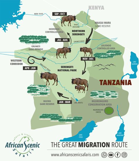 Serengeti Wildebeest Migration Great Migration Serengeti, Africa Infographic, Wildebeest Migration, Calving Season, Great Migration, The Great Migration, Tanzania Safari, Serengeti National Park, Arusha