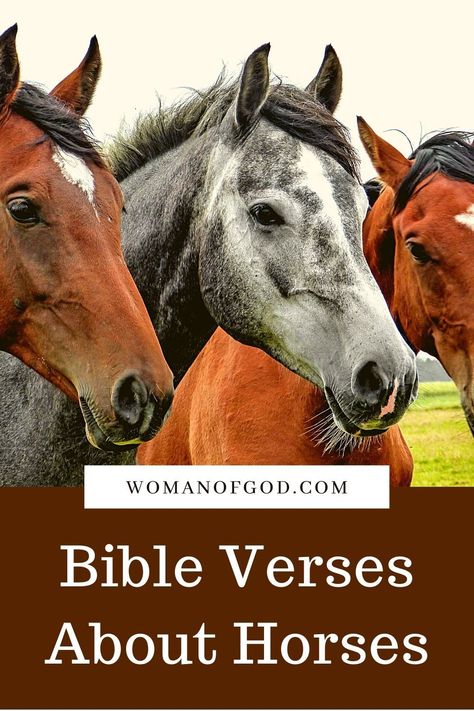 Horse Scripture Quotes, God And Horses Quotes, Bible Verse About Animals, Animal Bible Verse, Western Bible Verses, Quotes About Horses, Horse Love Quotes, Cute Horse Quotes, Great Bible Verses