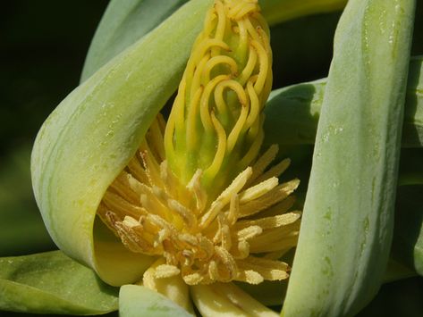 Magnolia acuminata (Cucumbertree) | NPIN Magnolia Acuminata, Lady Bird Johnson Wildflower Center, Seed Collection, University Of Texas At Austin, Lady Bird Johnson, Seed Bank, Plant Images, Invasive Species, Plant List