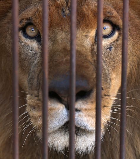 Former circus lions begin journey to South AfricaA blind lion,...  Former circus lions begin journey to South Africa    A blind lion, one that is missing an eye, and 31 others that had worked in circuses began the journey to a South African wildlife sanctuary from Lima, Peru, on Friday in what their rescuers called “the biggest transfer of animals in captivity” ever undertaken.  “These lions have endured hell on earth and now they are heading home to paradise. This is the world for w.. South African Wildlife, Circus Lion, Wildlife Sanctuary, African Wildlife, Lima Peru, Big Cats, South African, On Earth, The Journey