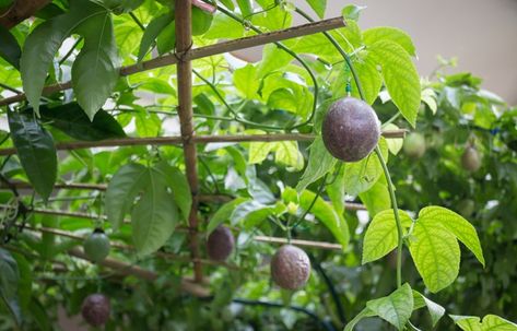 Passion Fruit Vines: Tips for Growing Passionfruit | New Idea Magazine How To Train A Passionfruit Vine, Passionfruit Vine Trellis Ideas, Passionfruit Trellis Ideas, Passion Fruit Vine Ideas, Passion Fruit Trellis Ideas, Growing Passion Fruit, Passion Fruit Vine, Growing Produce, Passionfruit Vine