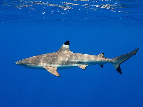 Shark Side Profile, Shark Side View, Black Tipped Reef Shark, Black Tip Reef Shark, Blacktip Reef Shark, Black Tip Shark, Sea Shark, Shark Photos, Shark Pictures