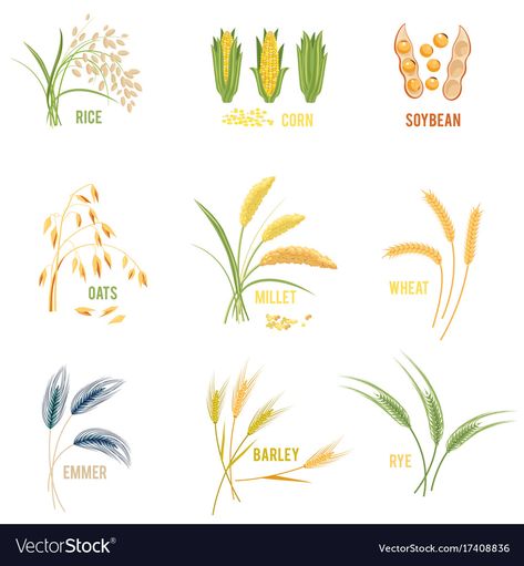 Barley Plant, Plants Vector, Plant Icon, Plant Vector, Vector Icons Illustration, Plant Images, Organic Products, Plant Illustration, Millet