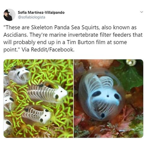 Ninety-Nine Times Mother Nature Was Simply Bada** - Wow Gallery Skeleton Panda Sea Squirts, Panda Sea Squirts, Sea Squirts, Sea Squirt, Animal Facts, Cat Photography, Photography Instagram, Weird Animals, Cute Creatures