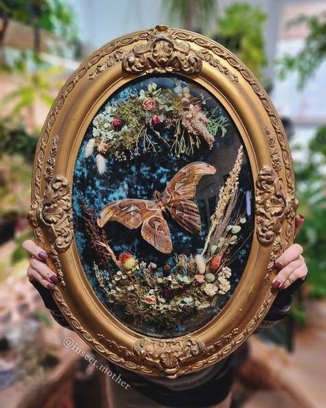 Black Resin Jewelry, Moth Pinning, Oddity Shelf, Framed Moth, Moth Display, Butterfly Taxidermy Art, Oddities Art, Moth Decor, Vintage Entomology