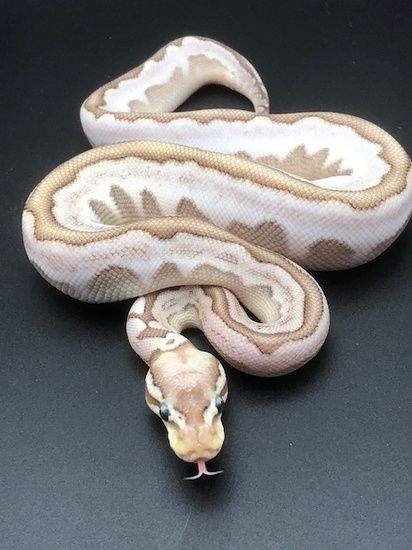 Calico Ball Python, Ball Python Drawing, Ball Python Tattoo, Ball Python Videos, Calico Snake, Pastel Ball Python, Python Drawing, Ball Python Albino, Banana Ball Python Morphs