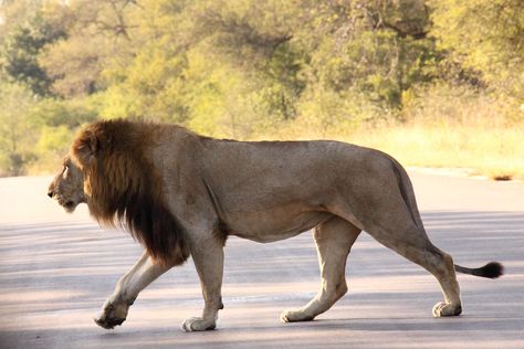 Lion (panthera leo) | por Peet van Schalkwyk Lion Body Drawing, Lion Body Reference, Lion Full Body, Lion Reference, Lion Standing, Lion Walking, Lion Sketch, Panthera Leo, Lion Photography