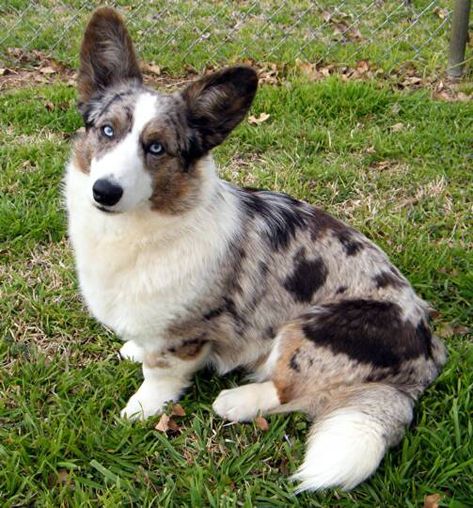 Corgi Merle, Corgi Colors, Cardigan Welsh Corgi Puppies, Merle Corgi, Welsh Corgi Cardigan, Cowboy Corgi, Corgi Breeds, Cardigan Corgi, Pretty Dog