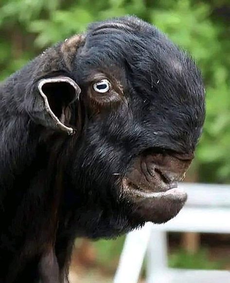 Ugly Animals Funny, Damascus Goat, Ugly Animals, Animals Funny, Unusual Animals, Important Facts, Damascus, National Geographic, Mammals