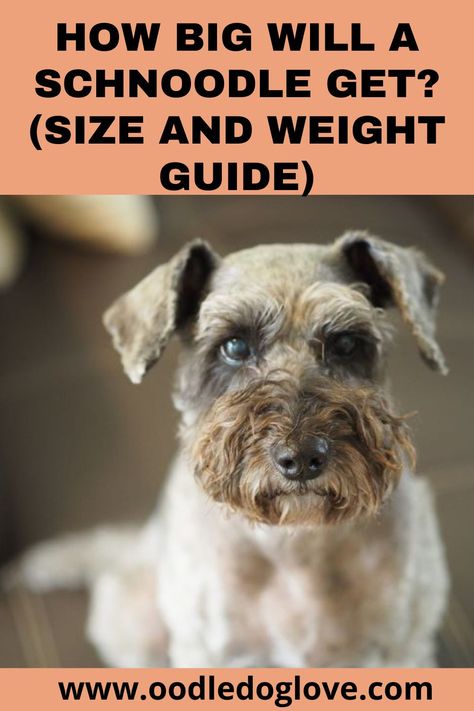 Find out how big a Schnoodle will get. We cover the four sizes being Toy, Mini, Standard and Giant Schnoodles. We detail how big each dog will be with our popular and detailed Schnoodle size and weight guide. Schnoodle Dog, The Four, Dogs