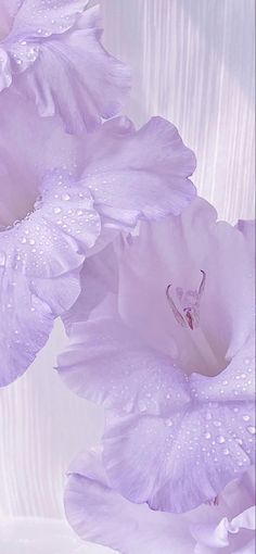 Wallpaper Light Purple, Flowers Wallpaper Iphone, Light Purple Wallpaper, Purple Aesthetic Background, Light Purple Flowers, Dark Purple Wallpaper, Violet Aesthetic, Iphone Wallpaper Lights, Purple Flowers Wallpaper