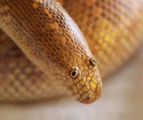 Arabian Sand Boa, Probably The Derpiest Animal Alive - 9GAG Cute Snake Pictures, Arabian Sand Boa, Snakes With Hats, No Step On Snek, Sand Snake, Weird Looking Animals, Danger Noodles, Small Snake, Snake Drawing