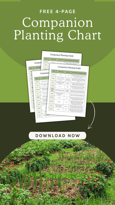 Companion Planting Chart - Free Download 4-Page Guide Ginger Companion Planting, Homestead Tips, Planting Chart, Companion Planting Guide, Companion Planting Chart, Farming Ideas, Vegetable Garden Planner, Attracting Beneficial Insects, Zone 9