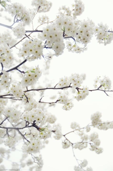 Whites White Cherry Blossom, Deco Nature, White Cherries, Simply White, White Gardens, Shades Of White, Nature Beauty, A Tree, Color Inspiration