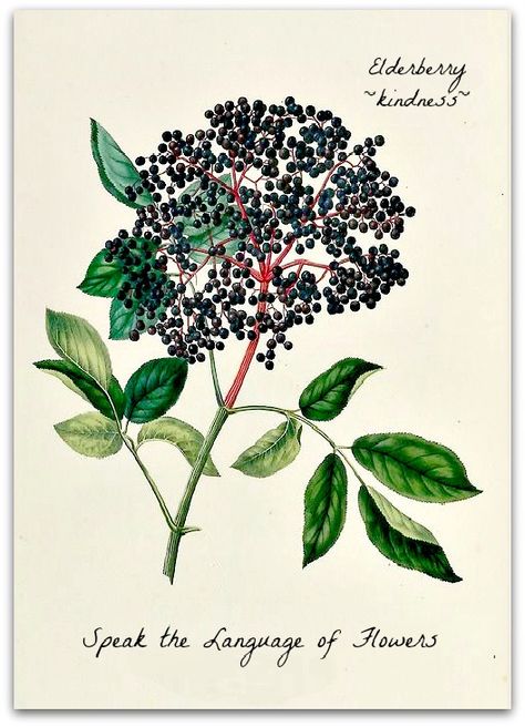 Elderberry translates to ~kindness~ in the Language of Flowers. More at facebook.com/speaktlof Daniel Wagner, Folk Medicine, Illustration Kunst, Illustration Botanique, Astringent, Vintage Botanical Prints, Language Of Flowers, Botanical Poster, Plant Drawing