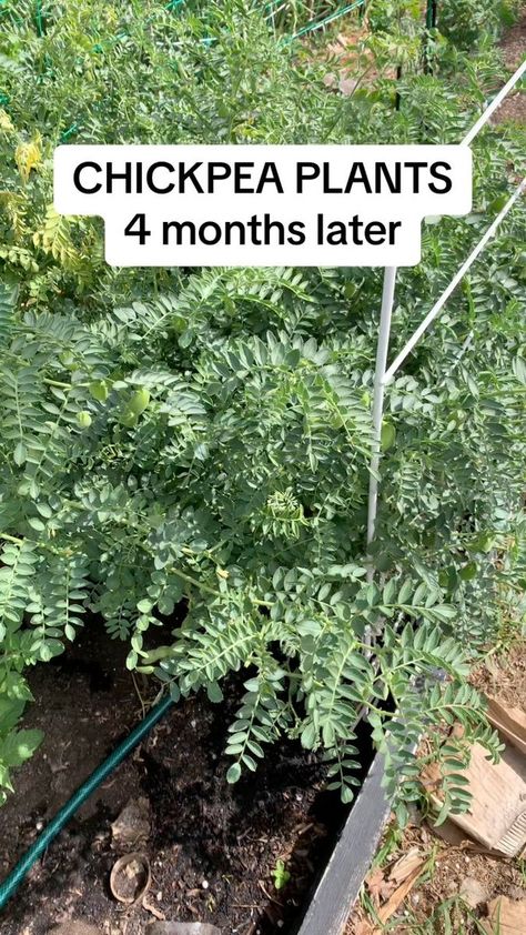 Growing chickpeas has been interesting. They’ve been quite easy to grow. For some reason I thought there would be more in the pod. #chickpeas #garbanzo #growyourownchickpeas #busychrisgardening #curiousgardener #southernhemispheregardening #whatwouldnaturedo | Busy Chris Gardening | Busy Chris Gardening · Original audio How To Grow Chickpeas, Growing Chickpeas, Grow Chickpeas, Chickpea Plant, Grow Your Own, Chickpeas, Peas, Agriculture, Flower Garden