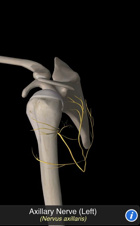 Nervus Axillaris Axillary Nerve, Nerve, Anatomy