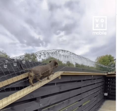 Dad Builds Coolest Tunnel for Tiny Dachshund So He Can See Over the Fence Dog Tunnel To Outside, Dog Tunnel, Dog Pen, Dog Fence, Animal Pics, The Fence, Dog Health, Pet Owners, Animal Pictures