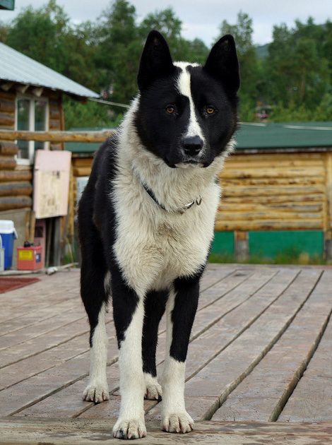 Karelian Bear Dog Dog Breed Quiz, Laika Dog, Karelian Bear Dog, Rare Dog Breeds, Rare Dogs, Bear Dog, Rare Animals, Rare Breed, Wild Dogs