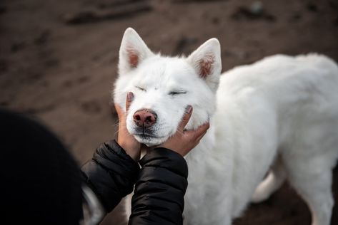 This dog mom could have held Thor's fluffy face all day, squishing those cheeks and just holding him up while he rested for a moment. Independent Study, Senior Dogs, I Cried, Pet Photographer, Face Reference, Cool Poses, Animal Heads, Senior Dog, Dog Face