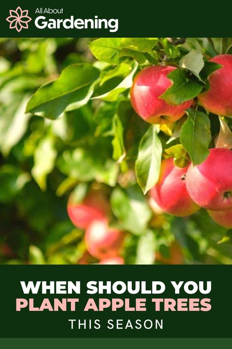 Are you thinking of adding some apple trees to your garden this season, but aren't quite sure when you should actually plant them? Depending on your location, there's a few best practices to follow. In this article, gardening expert Merideth Corhs walks through the best times of year to plant Apple trees in your garden. Growing Apple Trees From Seed, How To Plant An Apple Tree From Seed, Apple Trees From Seeds, Planting Apple Trees, How To Graft Apple Trees, When To Plant Seeds, Apple Tree From Seed, Apple Festival, Fruit Bearing Trees