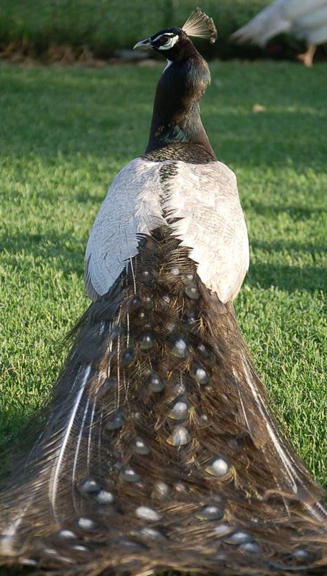 Opal White-Eye Peacock Peacock And Peahen, Peacock Pictures, Peacock Bird, Most Beautiful Birds, Exotic Birds, Pretty Birds, Colorful Birds, Bird Feathers, Love Birds