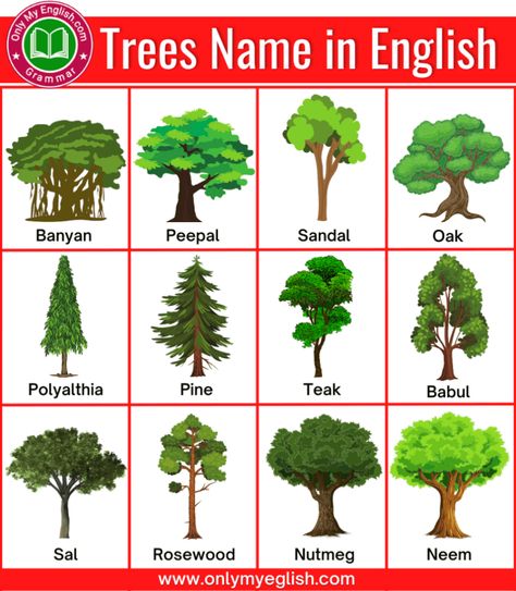 Trees Name In English, Kindergarten Language Activities, Color Names Chart, Fruits Name In English, Types Of Trees, English Activities For Kids, Hindi And English, Learning English For Kids, Interesting English Words