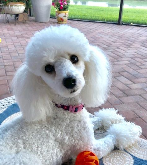 French Puddle, Toy Poodle Haircut, Poodle Hair, Poodle Haircut, Poodle Cuts, French Poodle, White Poodle, Poodle Grooming, Puppy Cut