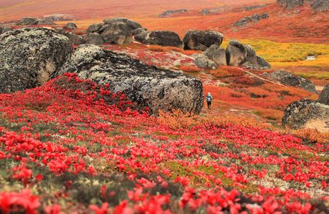 BY HELEN BRADSHAW #fallfoliage #landscape #fall #foliage #arctictundra #alaska #autumn Photo: September and October are the time to see fall colors in Alaska, where autumn conditions may only last a couple of weeks. NPS/Katie Cullen Arctic Tundra, Dark Hedges, Clear Lake, The Weather Channel, Biome, Ways To Travel, National Park Service, Nassau, Fall Foliage