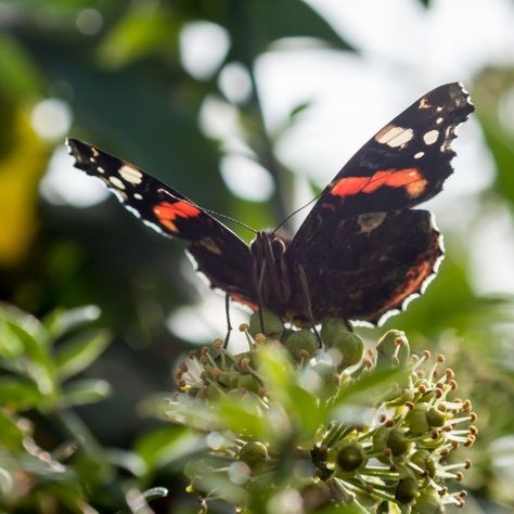 Butterfly Front View, Common Ivy, Red Admiral Butterfly, Admiral Butterfly, Vibe Board, Butterfly On Flower, Farnham Surrey, Flower Background Images, Butterfly Magnet