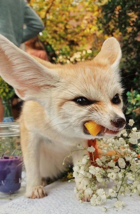 15 Interesting Facts About Fennec Foxes | Page 2 of 3 | PetPress Fennec Fox, Fox, Flowers, Animals