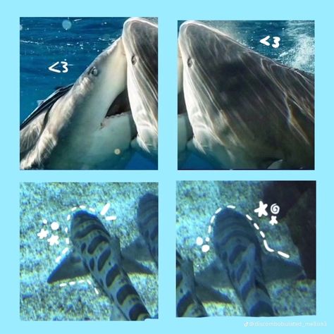 Shark Facts, Shark Photos, Shark Pictures, Shark Fishing, Cute Shark, Shark Week, Marine Animals, Ocean Creatures, Ocean Animals