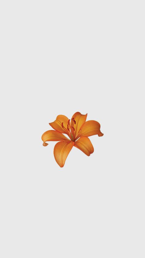 Lilly flower orange wallpaper Lily Flower Wallpaper Iphone, Tiger Lily Wallpaper, Orange Flower Wallpaper, Orange Wallpaper Iphone, Orange Lily Flower, Lily Wallpaper, Orange Phone, Phone Things, Lilly Flower