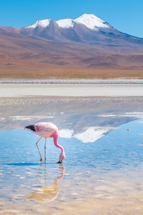 Copacabana Bolivia, South America Travel Photography, Lapbook Ideas, Uyuni Salt Flats, South America Travel Destinations, Backpacking South America, Travel America, Galapagos Islands, South America Travel