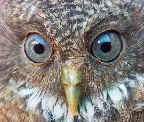 Camiguin Hawk Owl - the ONLY owl to have eye color other than gold/yellow/brown. But their eyes are not blue. They are blue-grey. Owl With Blue Eyes, Endangered Birds, Hawk Owl, Beautiful Owl, Endangered Animals, Gray Eyes, Bird Photo, Endangered Species, Travel Tours