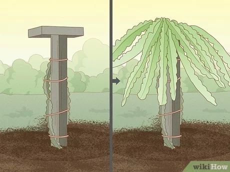 How To Plant Dragon Fruit, Dragon Fruit Garden, Growing Dragon Fruit, Plant Dragon, Dragon Fruit Farm, How To Grow Dragon Fruit, Dragon Fruit Tree, Dragon Fruit Cactus, Aztec Wall Art