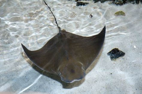 Cownose Ray, Fair Winds And Following Seas, Cow Nose, Sting Rays, Disney Cruises, Castaway Cay, Manta Rays, Reef Shark, Manta Ray