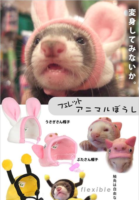 japanese ferrets dress better. 3 Ferrets, Ferret Ideas, Ferret Diy, Ferret Accessories, Ferret Clothes, Ferrets Care, Baby Ferrets, Ferret Cage, Pet Ferret