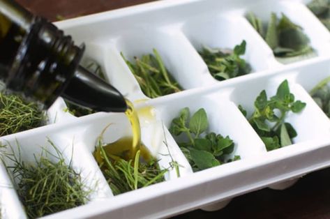 Freeze  Preserve Fresh Herbs in Olive Oil | Kitchn Freeze Herbs In Ice Cube Trays, Freezing Fresh Herbs Ice Cube Trays, Freezing Herbs In Ice Cube Trays, How To Freeze Herbs In Ice Cube Trays, Herb Ice Cubes, Freezer Veggies, Garden Preservation, Freeze Herbs, Ice Cube Tray Recipes