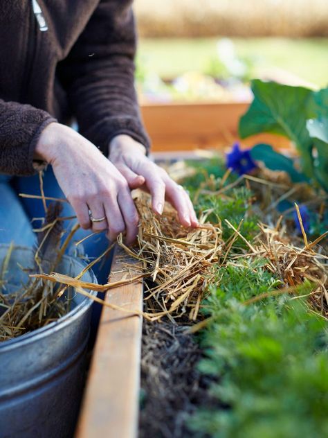 8 Essential Tips for Mulching Your Veggie Garden with Straw Straw Mulch, Types Of Mulch, Squash Plant, Organic Mulch, Gardening Trends, Plant Diseases, Edible Plants, Garden Pests, Garden Care