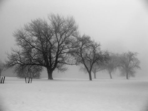 Gloomy Coquette, Snowy Woods, Bump Photos, I Love Winter, Winter Walk, Snowy Day, The Secret History, Dark Ages, Winter Aesthetic