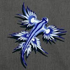 Sea Slug Tattoo, Blue Dragon Sea Slug, Dragon Sea Slug, Slug Tattoo, Glaucus Atlanticus, Beautiful Back Tattoos, Sea Snail, Sea Slug, Blue Dragon