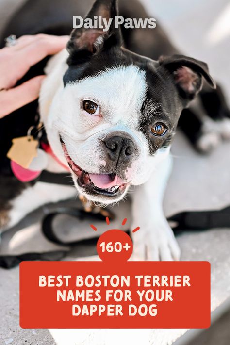 From classic to classy, here are dozens of Boston terrier names to help find the perfect fit for your puppy dog. #dognames #puppynames #puppyparents #cutedognames Brindle Boston Terrier, Boston Terrier Names, Boy Dog Names, Silly Names, Best Dog Names, Boston Terrier Funny, Dapper Dogs, Boston Terrier Puppy, Puppy Names