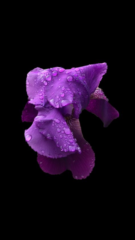 Iris, violet, flower, drops, portrait, 720x1280 wallpaper Wallpaper For Iphone 3d, Violet Flower Wallpaper, Violet Wallpaper Backgrounds, Purple Flower Wallpaper, Quilt Flowers, Violet Wallpaper, Iphone Wallpaper Violet, Flower Reference, Rose Reference