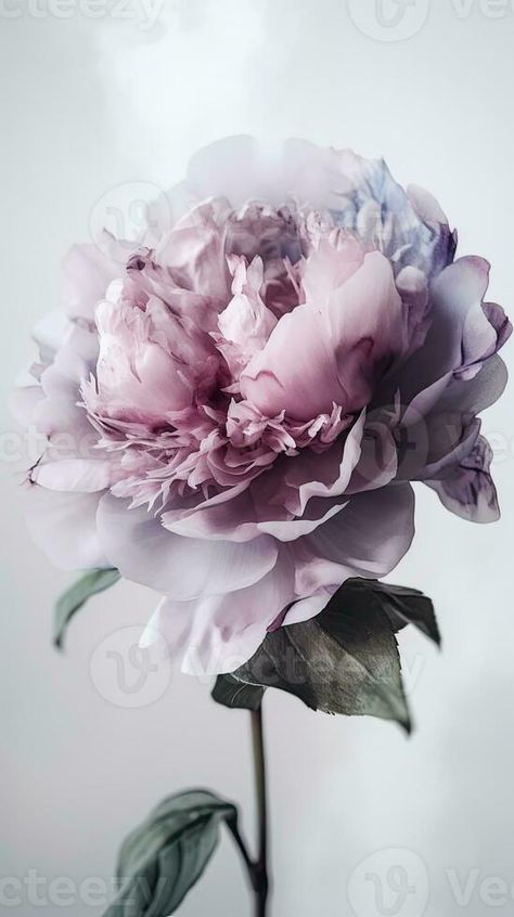 Purple Peony, Floral Aesthetic, Purple Peonies, Flower Stem, Soft Purple, Purple Flowers, Floral Art, Flower Tattoo, Peonies