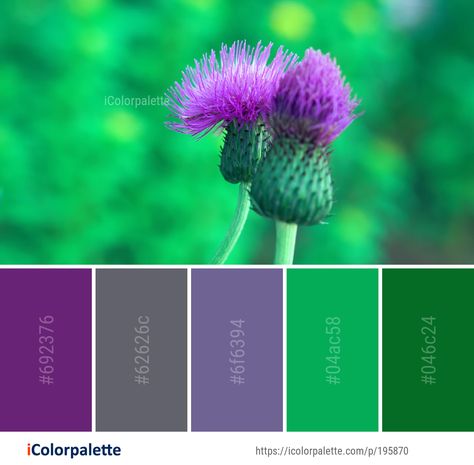 Color Palette ideas from 8836 Flower Images | iColorpalette Thistle Color Palette, Purple And Green Colour Palette, Dark Green And Purple Palette, Purple Green Black Color Palette, Colour Palette Purple, Green And Purple Branding Color Palette, Blue Green Violet Colour Palettes, Pallets Color, Canva Creations