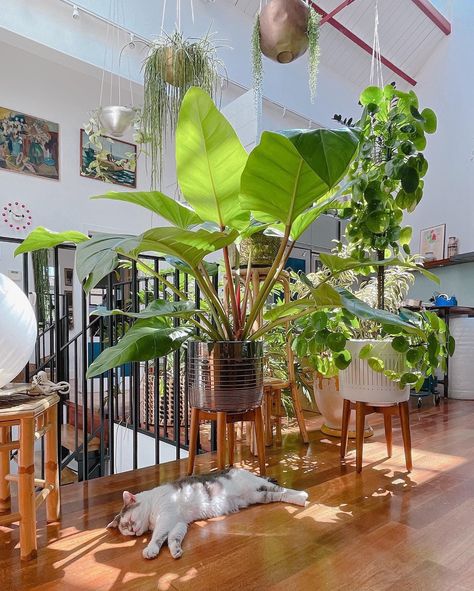 Philodendron Melinonii, Victorian Bohemian Decor, Ghost Plant, Outdoor Kitchen Ideas, Earthy Home, Jungle Room, Dream Apartment Decor, Home Bathroom, Interior Garden