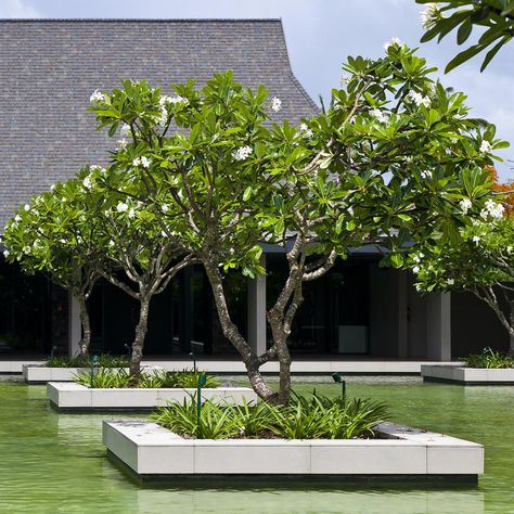 intercontinental fiji golf resort and spa Frangipani Tree, Pool Surround, Garden Landscaping Diy, Modern Gardens, Plant Containers, Courtyard Gardens, House Pool, Tree Planters, Tropical Garden Design