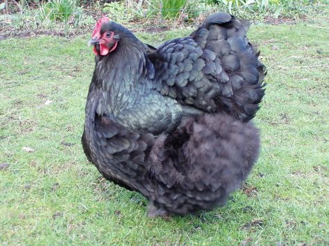 8 Great Backyard Chicken Breeds Orpington Chickens, Australorp Chicken, Black Australorp, Chickens Backyard Breeds, Family Homestead, Types Of Chickens, Egg Laying Chickens, Fancy Chickens, Plymouth Rock